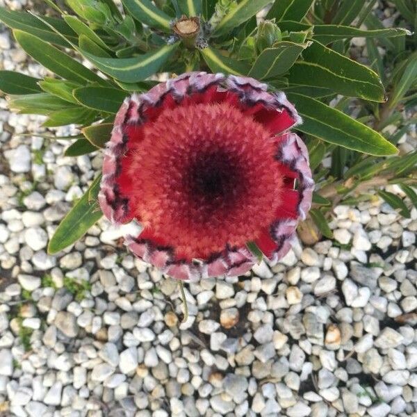 Protea cynaroides Virág