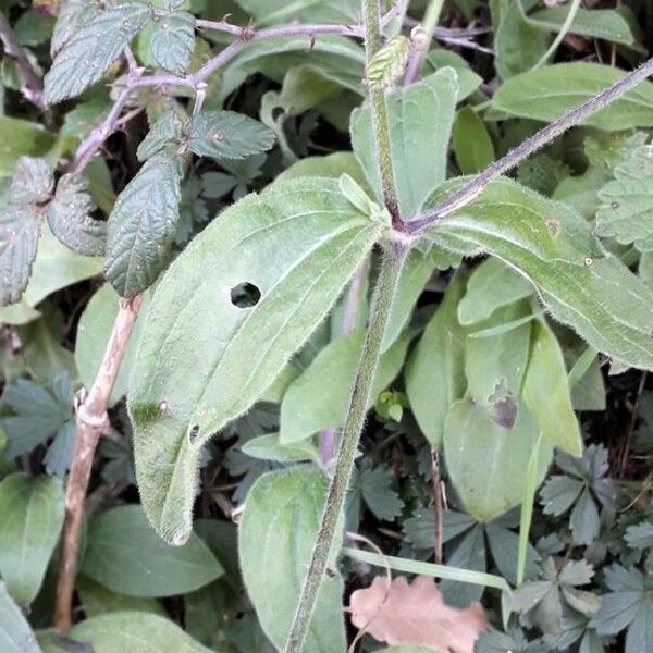 Silene latifolia Rinde