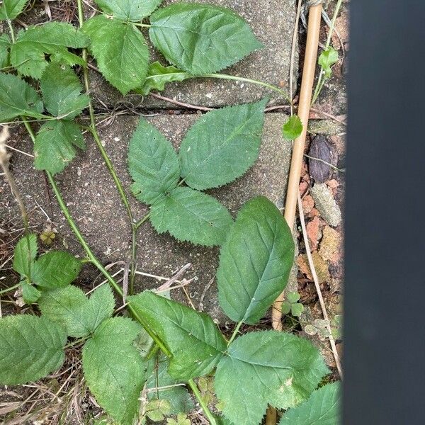 Rubus imbricatus Leaf