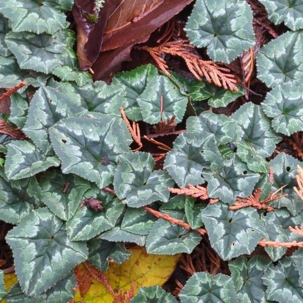 Cyclamen hederifolium Liść