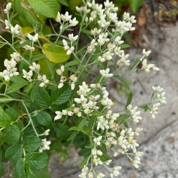 Pseudognaphalium californicum Flors