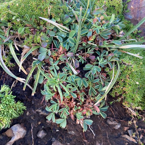 Sibbaldia procumbens Агульны выгляд