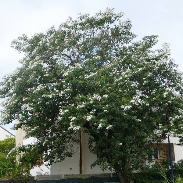 Cordia africana Flor