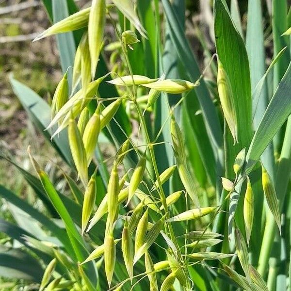 Avena sativa Froito