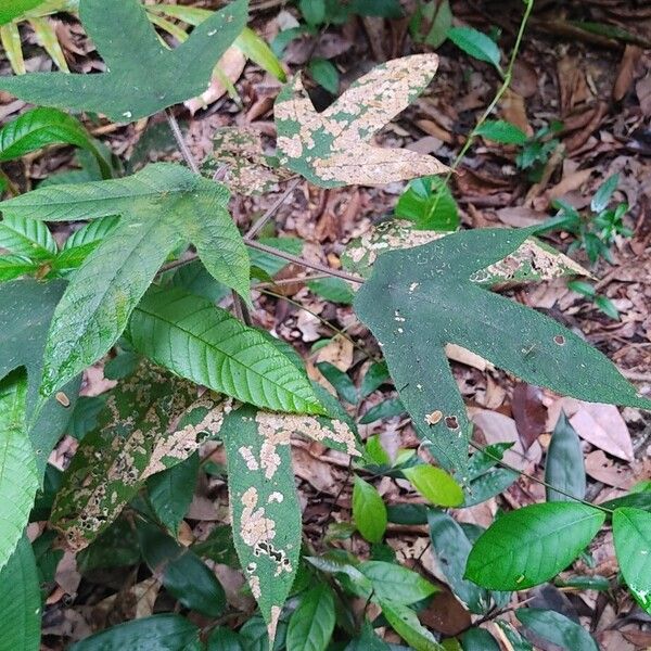 Cecropia ulei Φύλλο