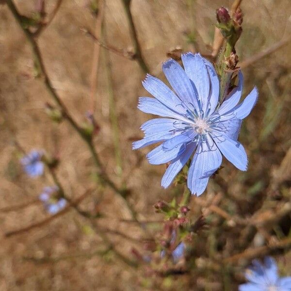 Cichorium endivia ফুল