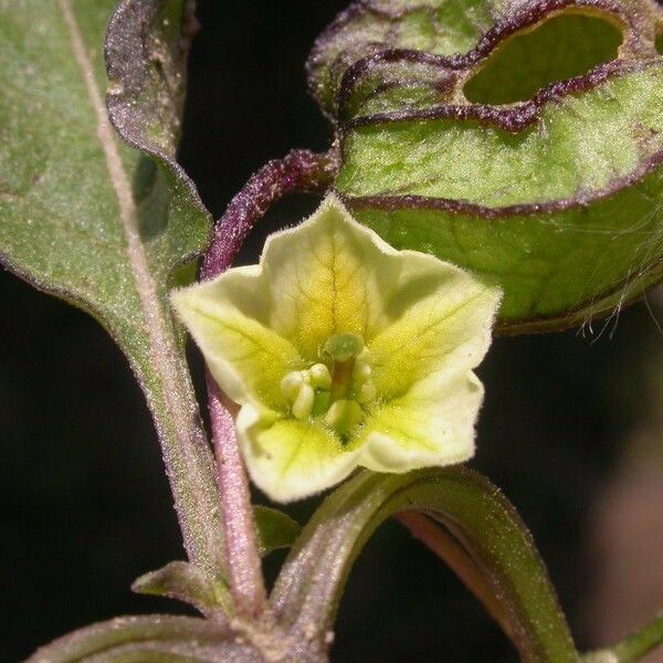 Physalis acutifolia Flor