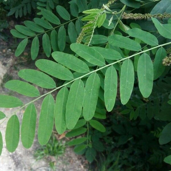 Amorpha fruticosa Ліст