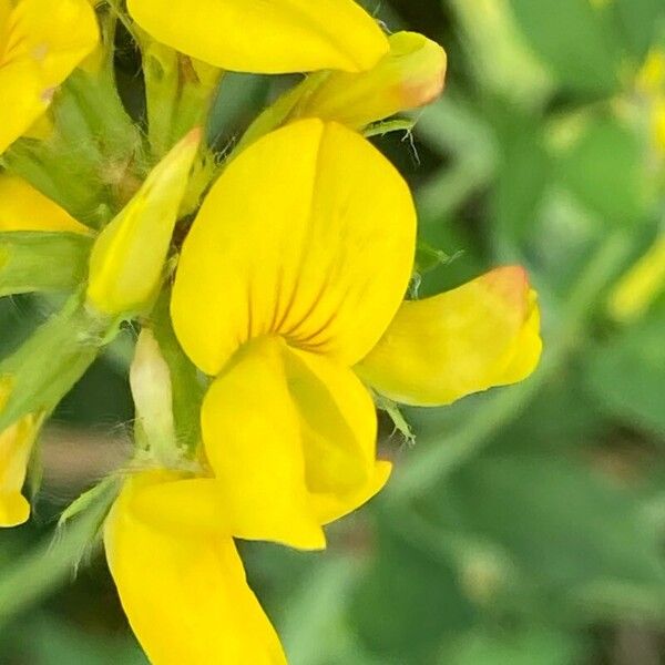 Lotus pedunculatus Blüte