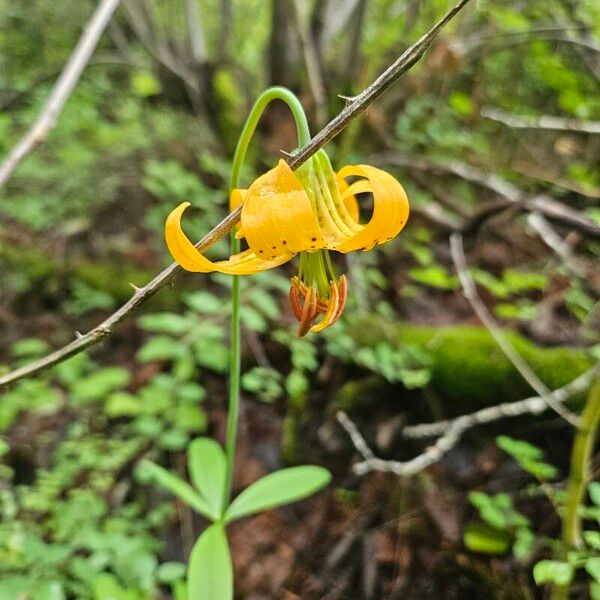 Lilium columbianum Kukka