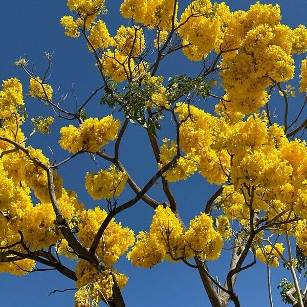 Handroanthus ochraceus Floare