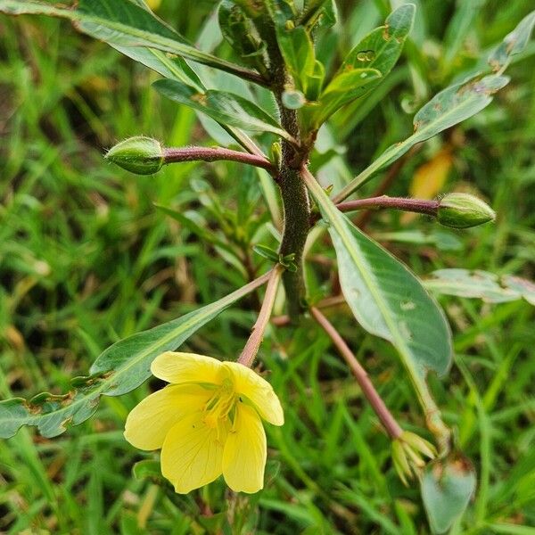 Ludwigia adscendens Květ