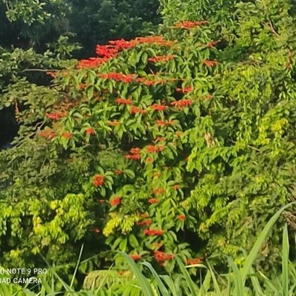 Warszewiczia coccinea Blüte