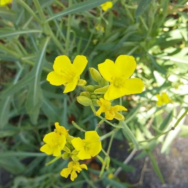 Diplotaxis tenuifolia फूल