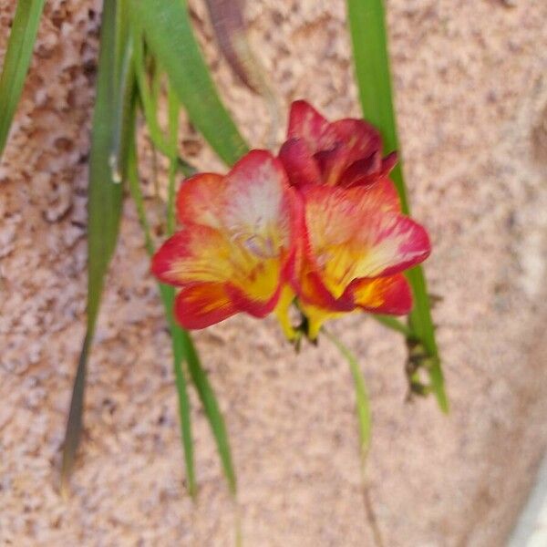 Freesia × kewensis Blüte