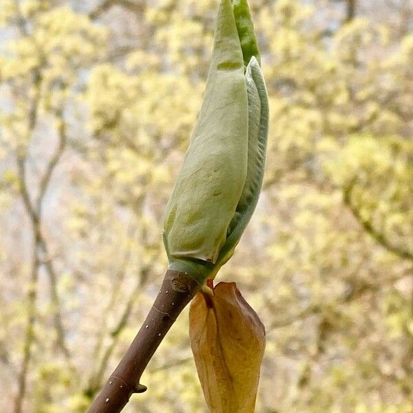 Magnolia tripetala Φλοιός