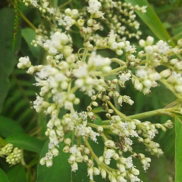 Clibadium surinamense Flower