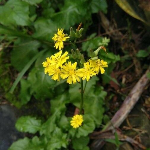 Youngia japonica Flower