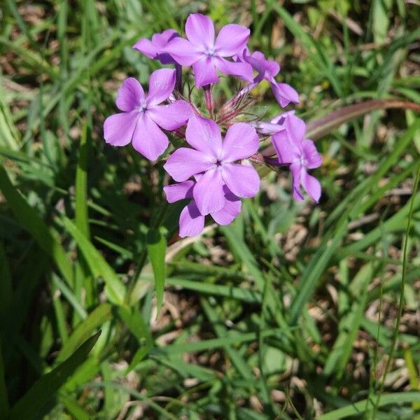 Phlox pilosa Çiçek