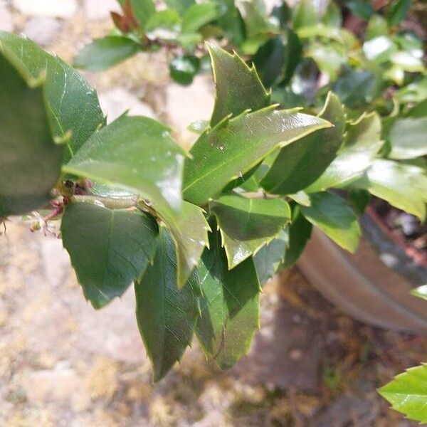 Ilex opaca List