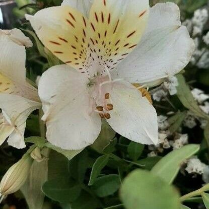 Alstroemeria aurea Flors