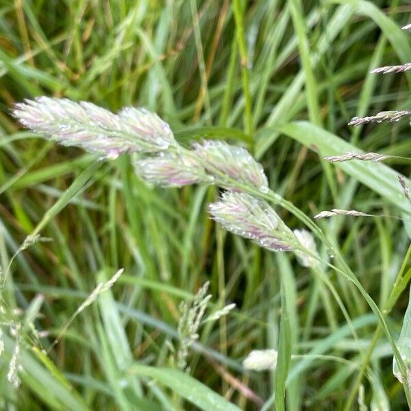 Dactylis glomerata Fleur