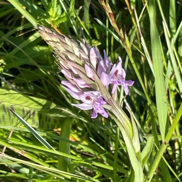 Dactylorhiza fuchsii Цветок