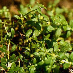 Callitriche terrestris (Terrestrial water-starwort)