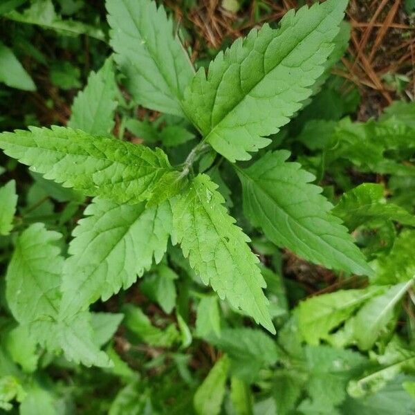 Verbena urticifolia Lapas