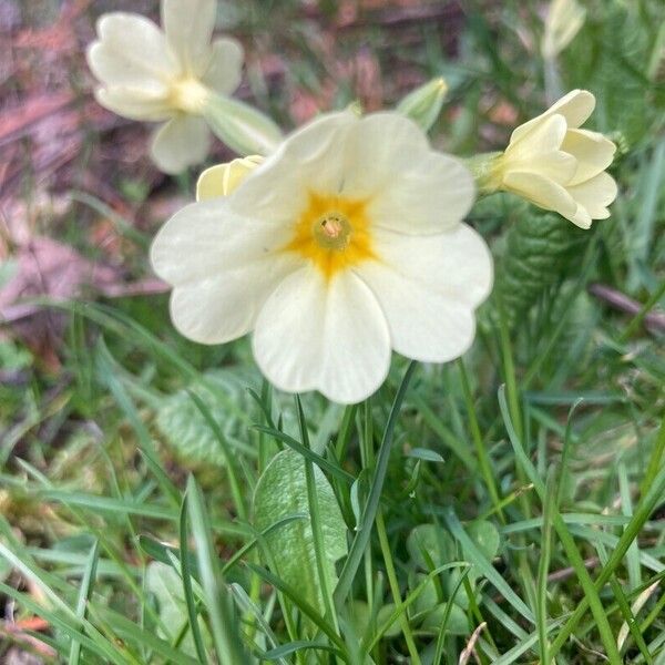 Primula x polyantha Blomma