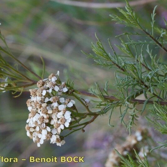 Achillea chamaemelifolia Inny