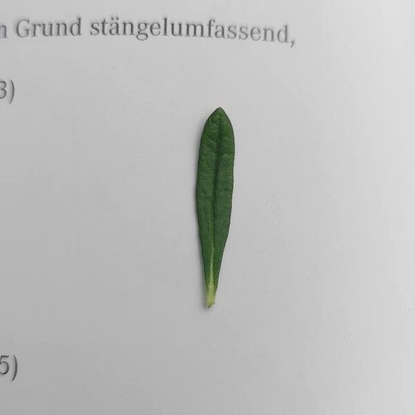 Teucrium montanum Φύλλο