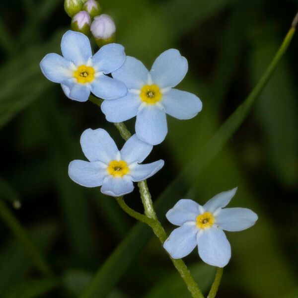 Myosotis scorpioides Flower