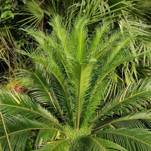 Cycas revoluta Yaprak