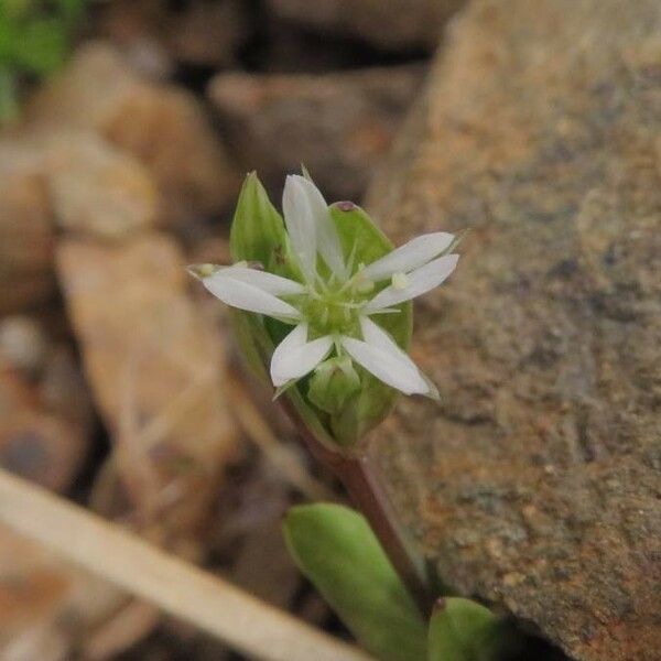 Stellaria alsine ফুল