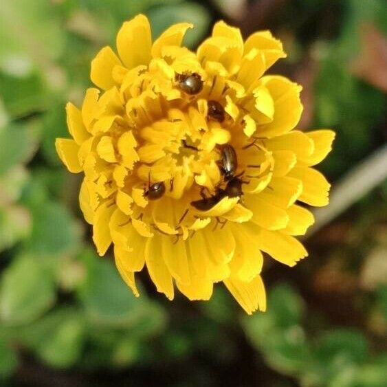 Crepis sancta Floare