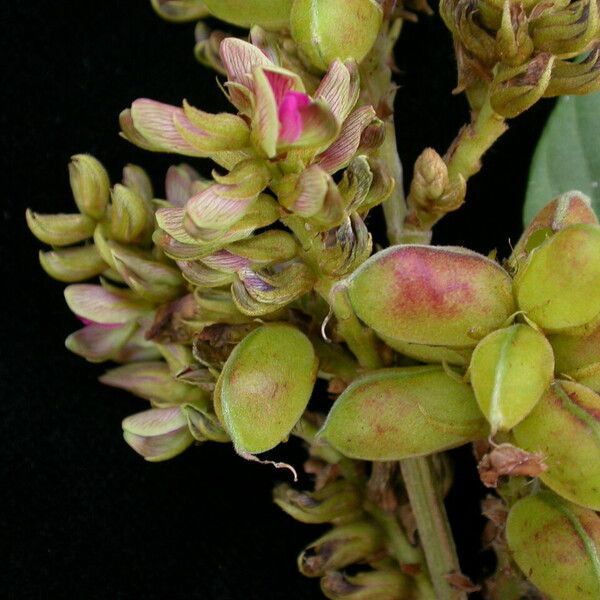 Flemingia macrophylla Habit