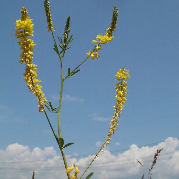 Melilotus officinalis Virág