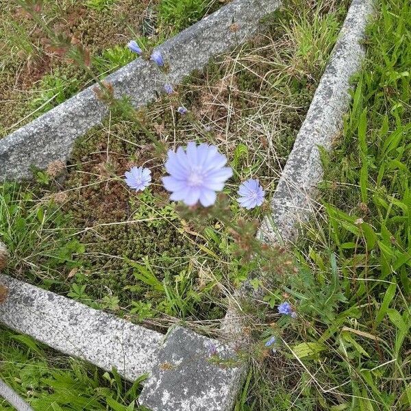 Cichorium intybus Cvet