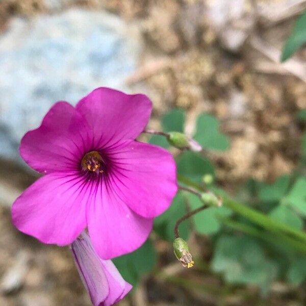 Oxalis debilis Flor