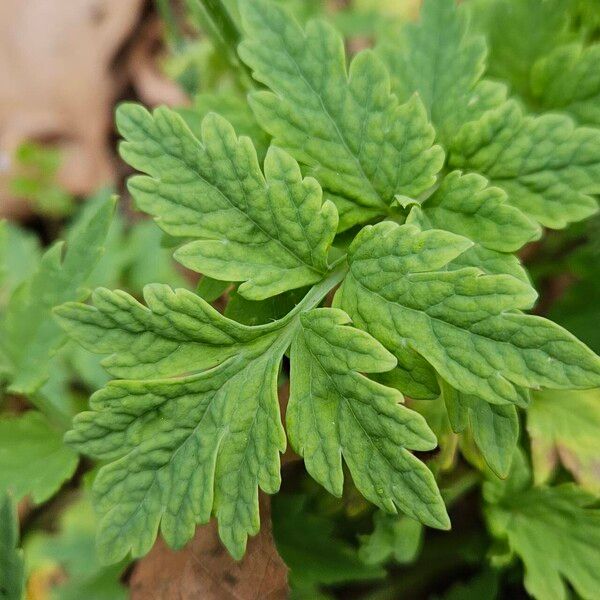 Papaver cambricum Leaf