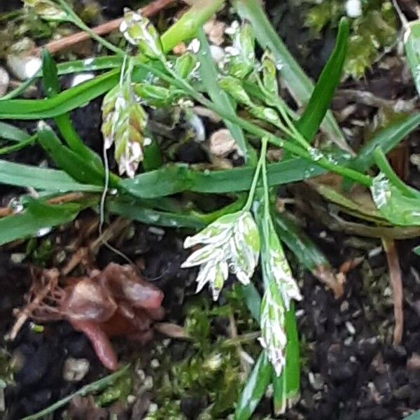 Poa annua Blomst