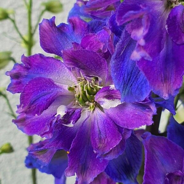 Delphinium elatum Flor