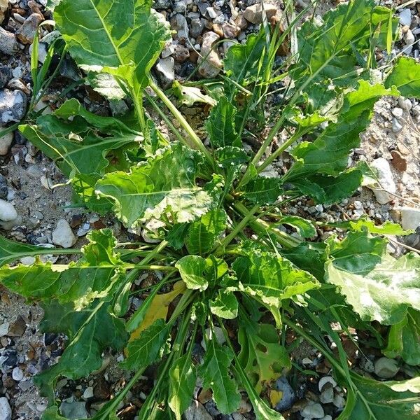 Beta vulgaris Hoja