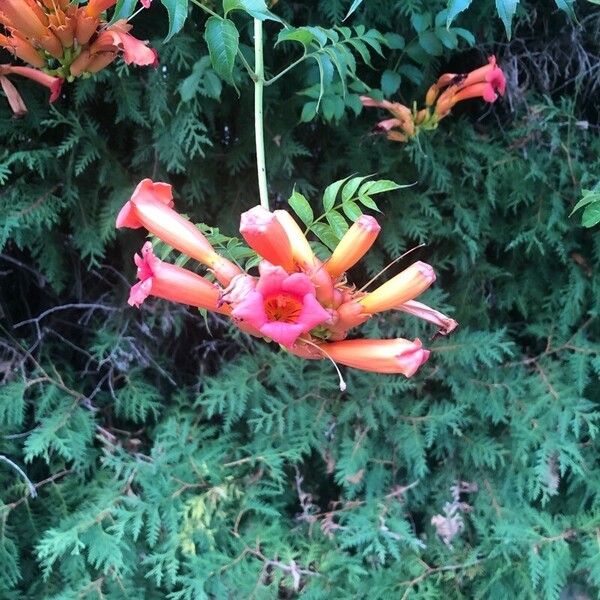 Campsis radicans Blomst