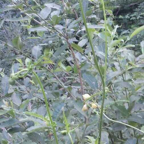 Cirsium erisithales पत्ता