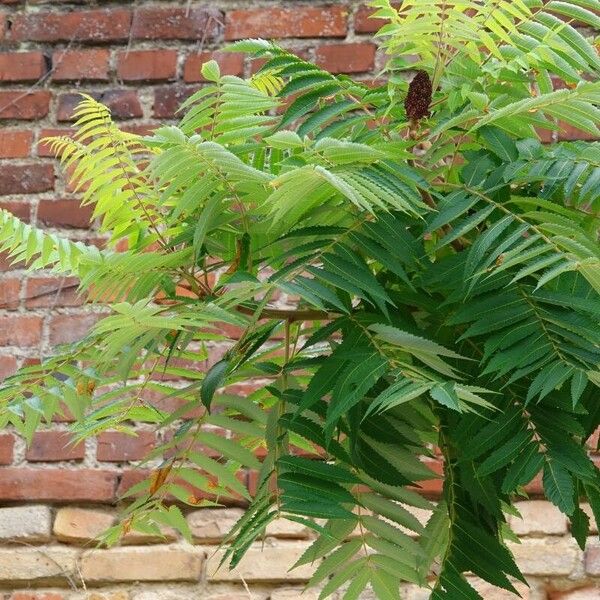 Rhus typhina ᱮᱴᱟᱜ