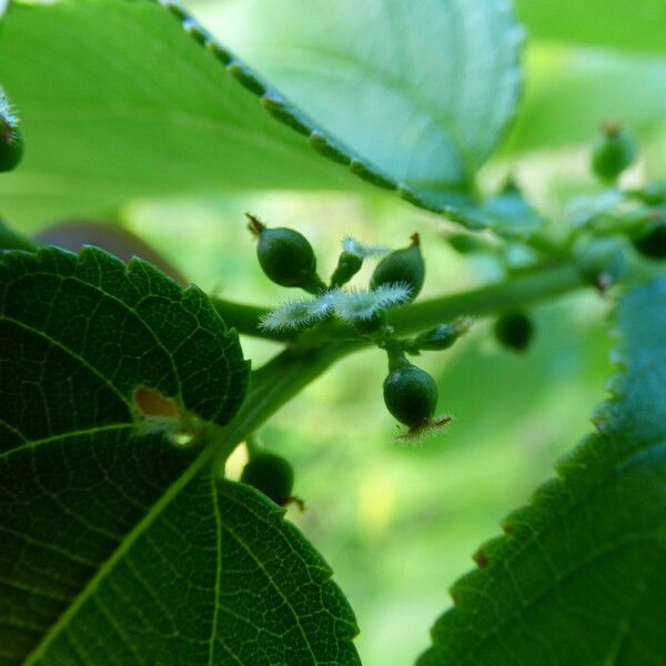 Trema orientale Flower