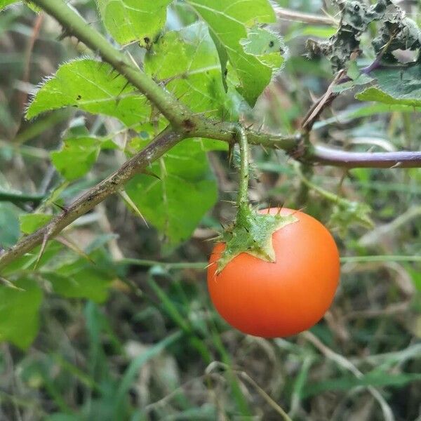 Solanum capsicoides ফল