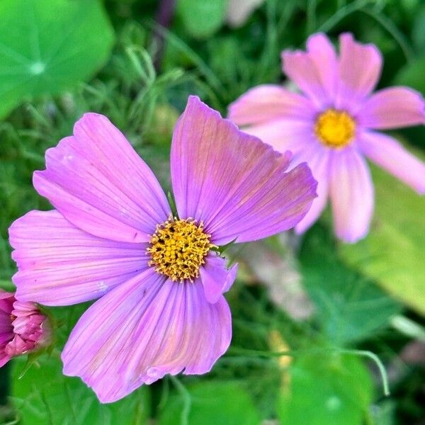 Cosmos parviflorus Flower